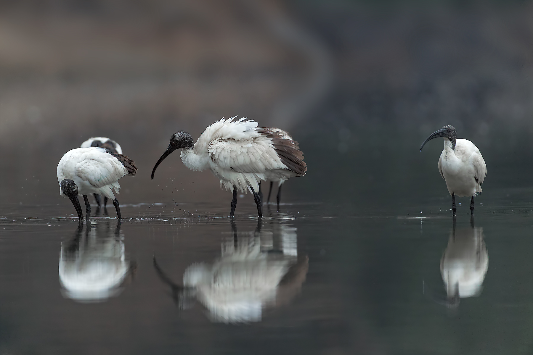 Ibis sacro (di Mister Soffio)