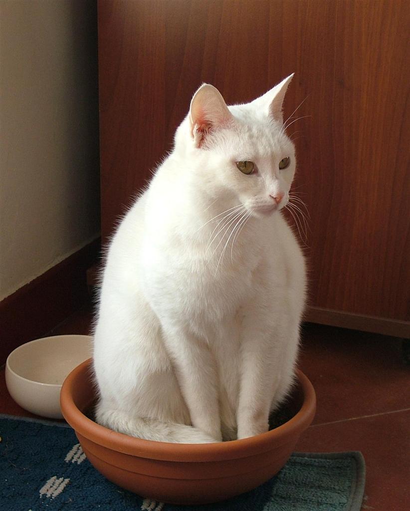 plant cat