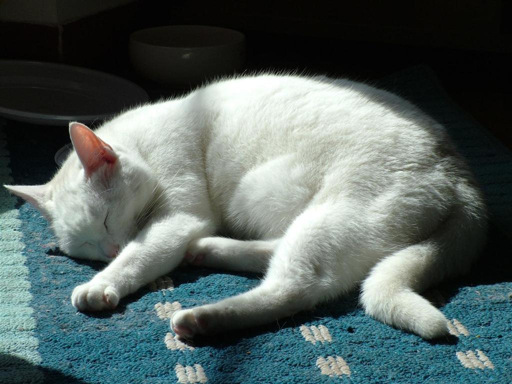 sleeping cat