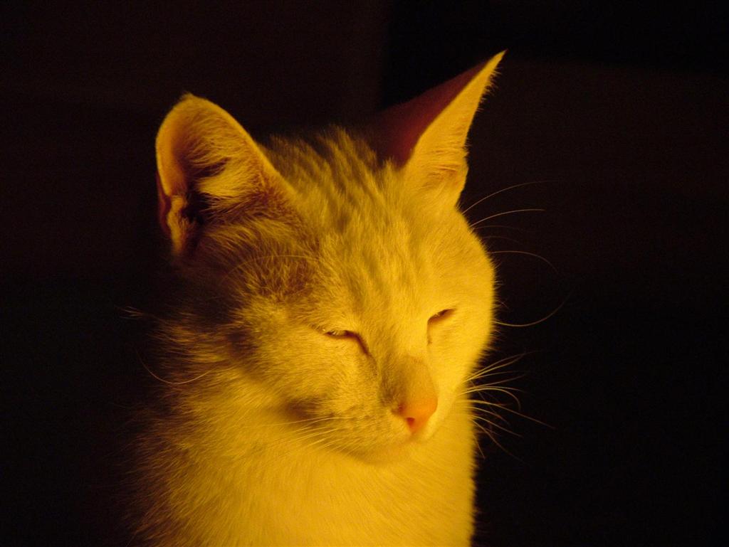 cat
