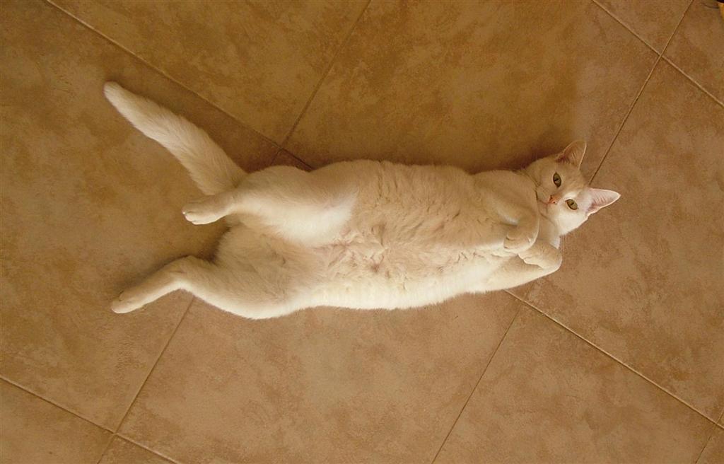 fanny cat