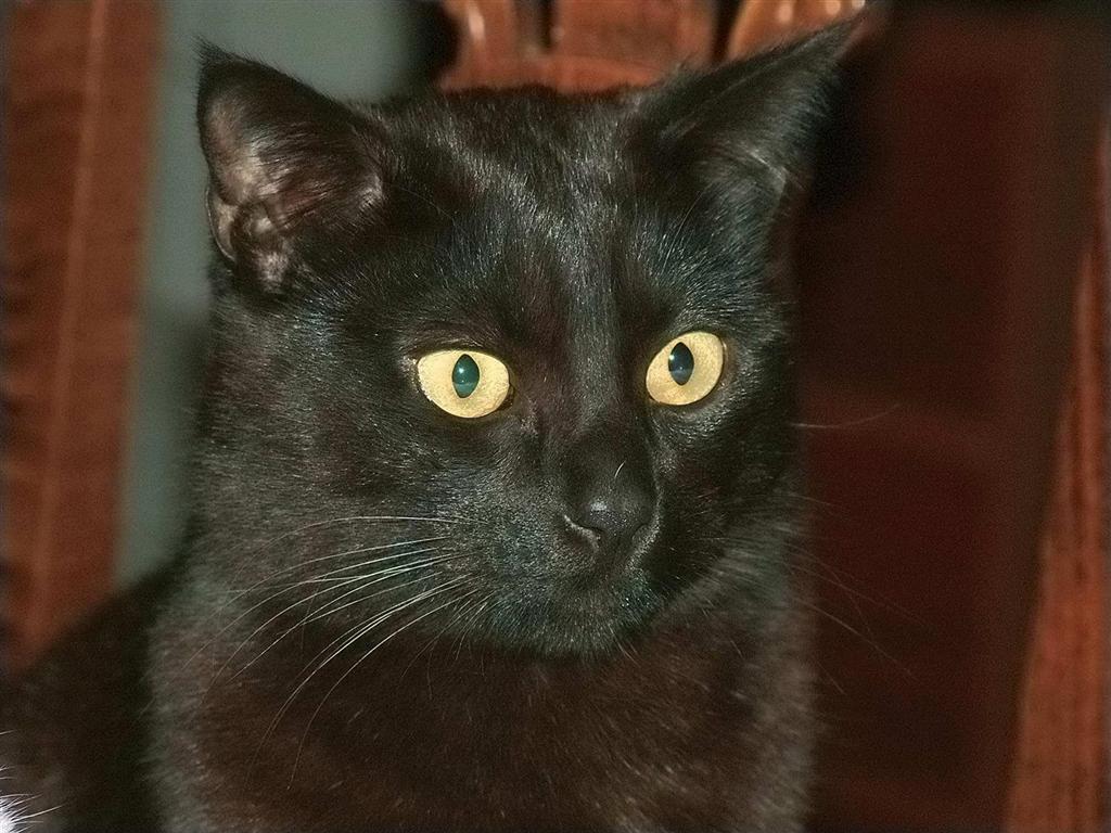 cat eyes