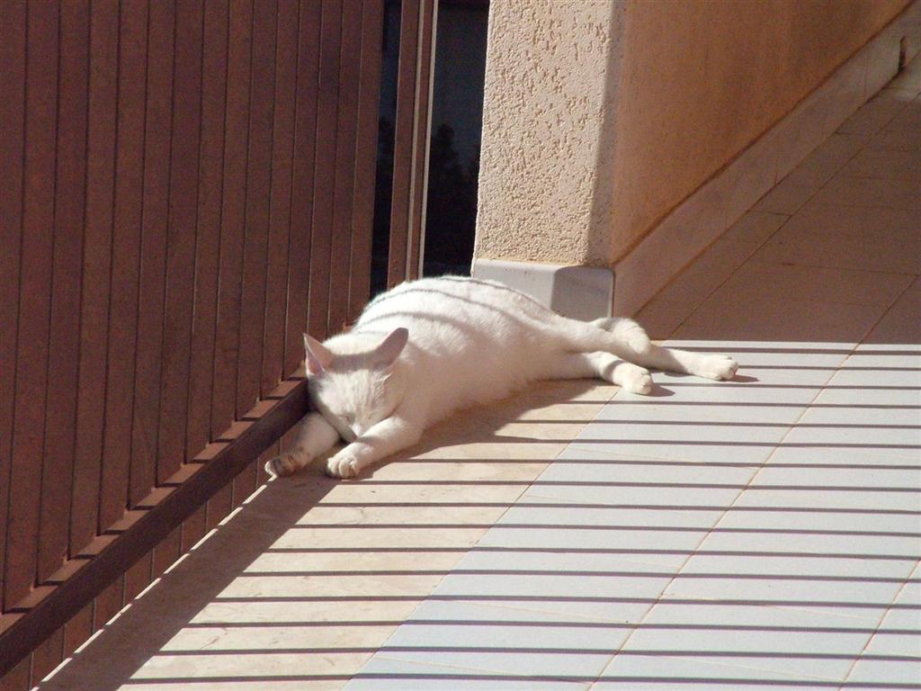 sleeping cat