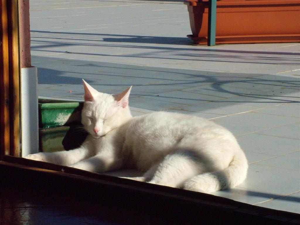 sleeping cat