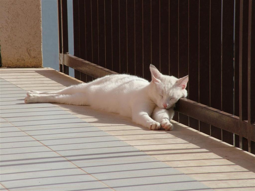 sleeping cat