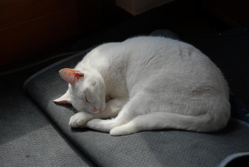 sleeping cat