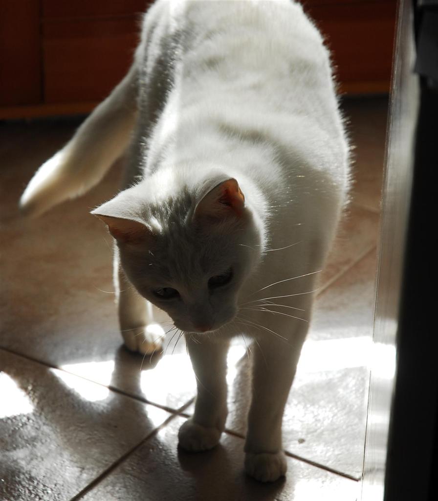 fanny cat