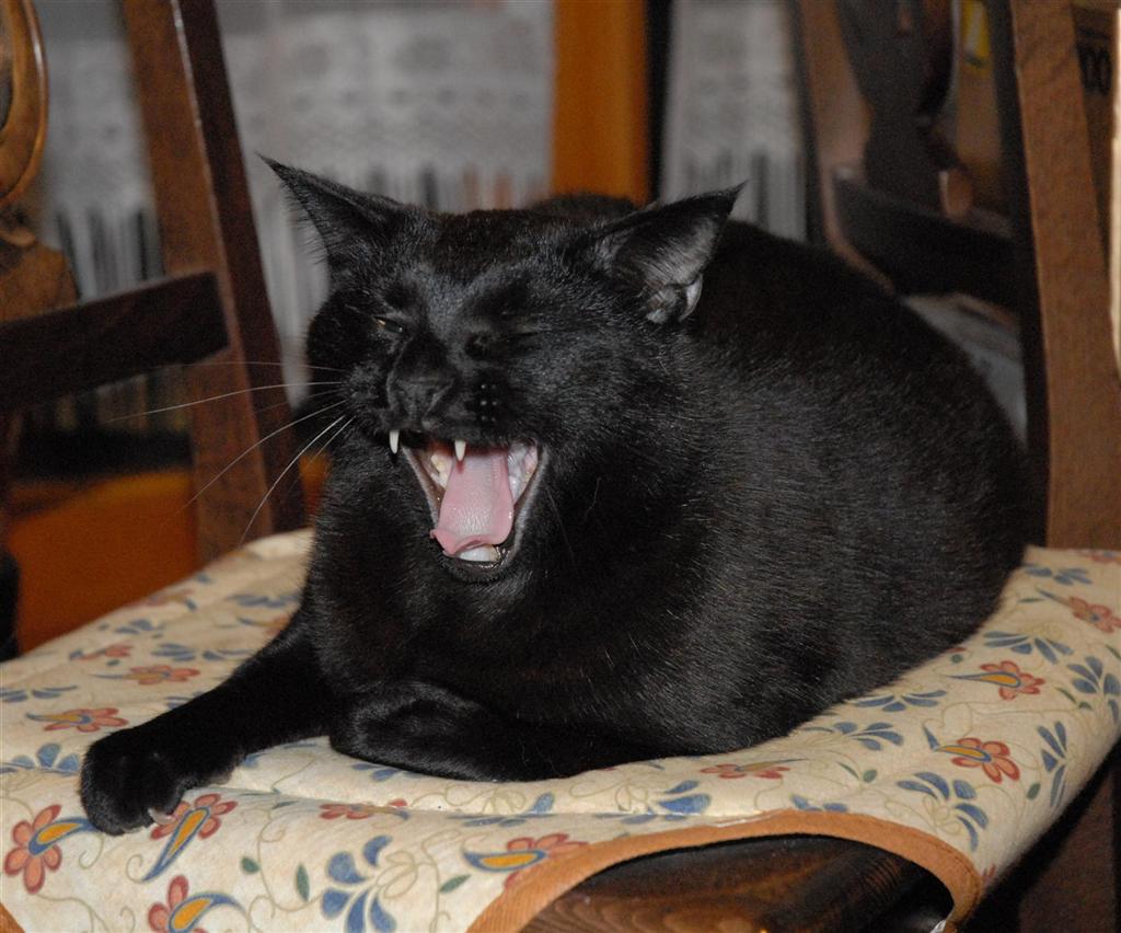 cat