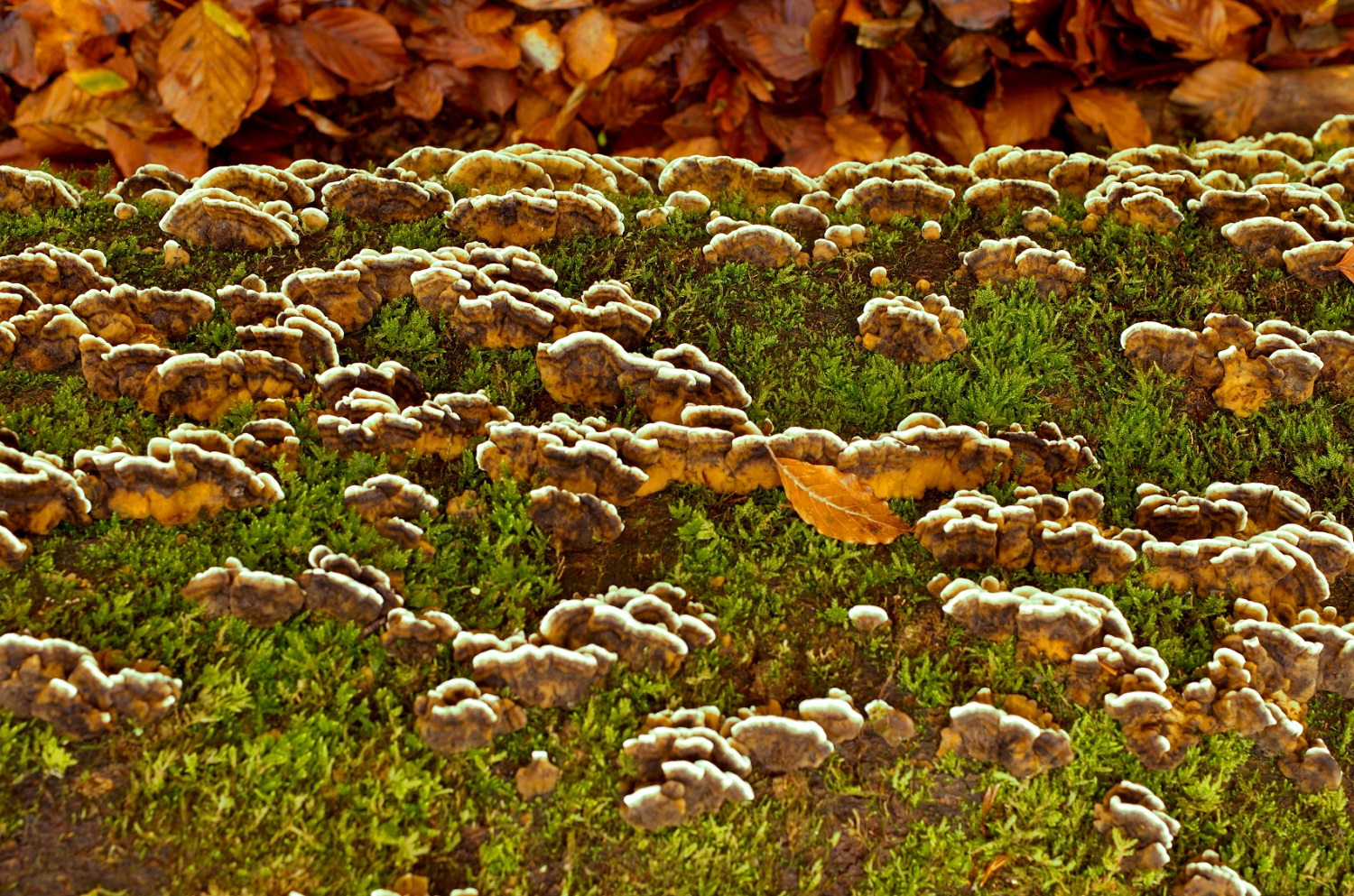 Piccoli giardini verticali
