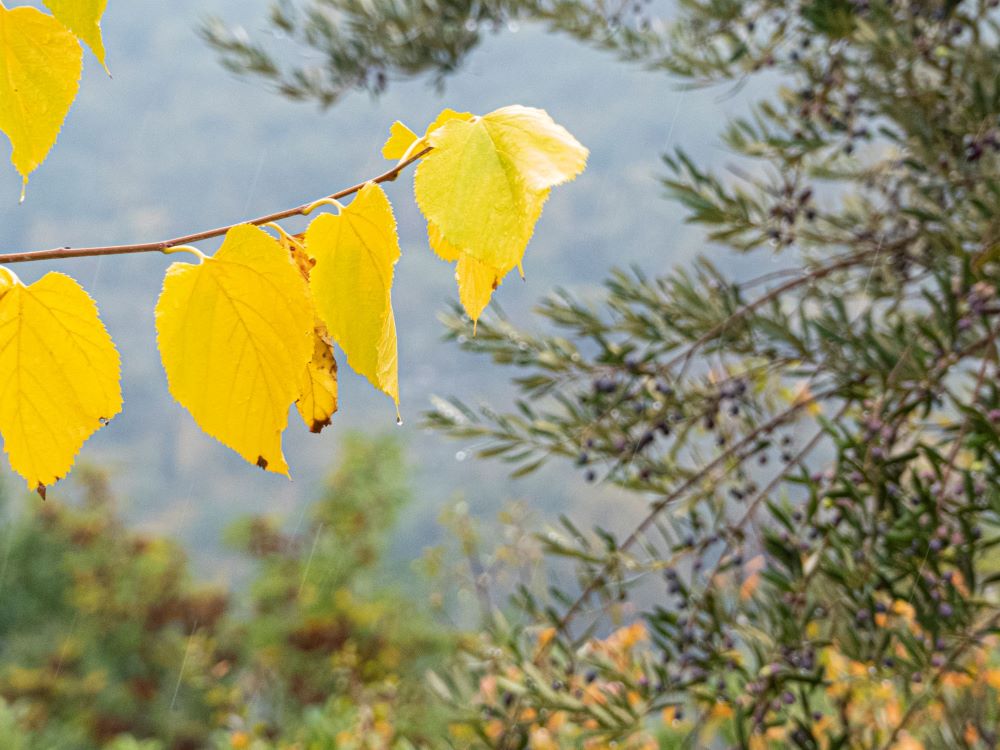 foglie