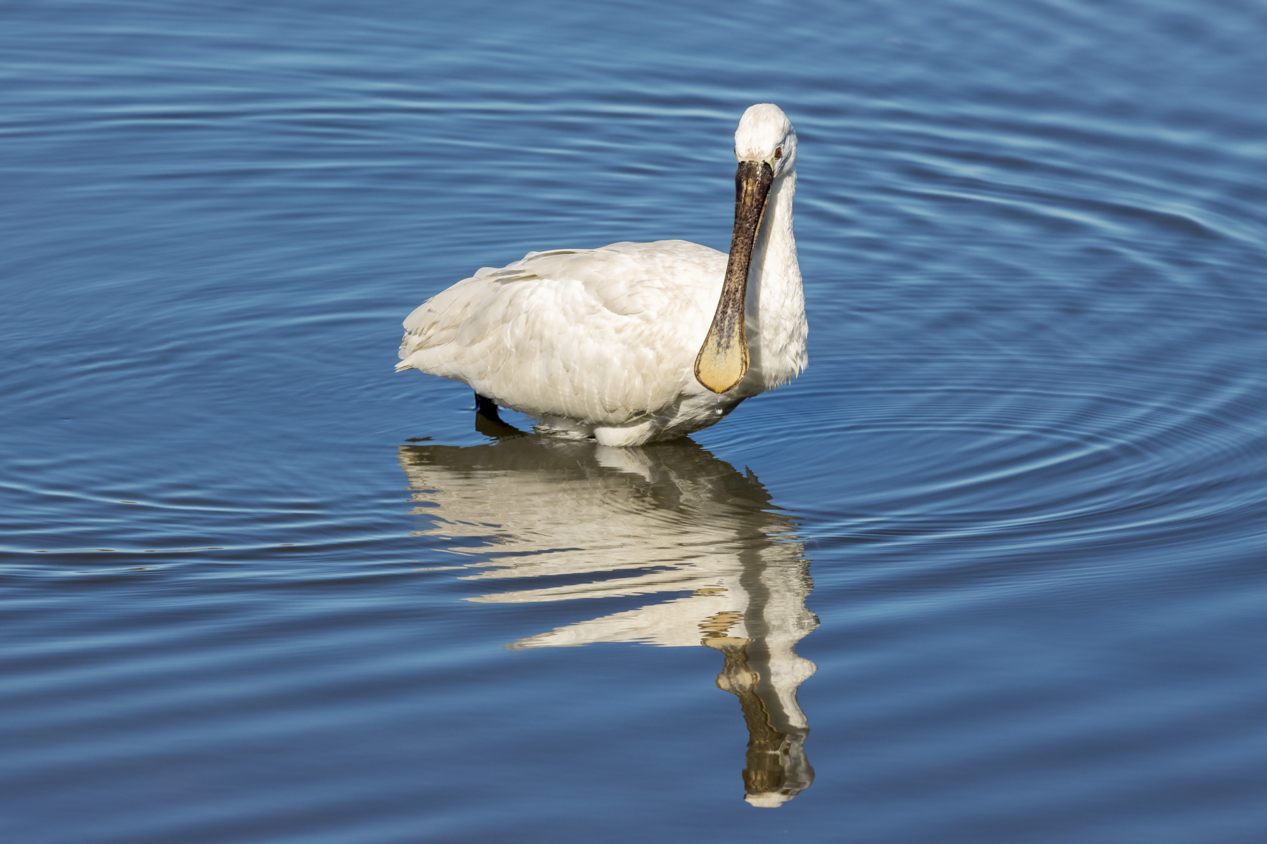Spatola bianca (Platalea leucorodia)