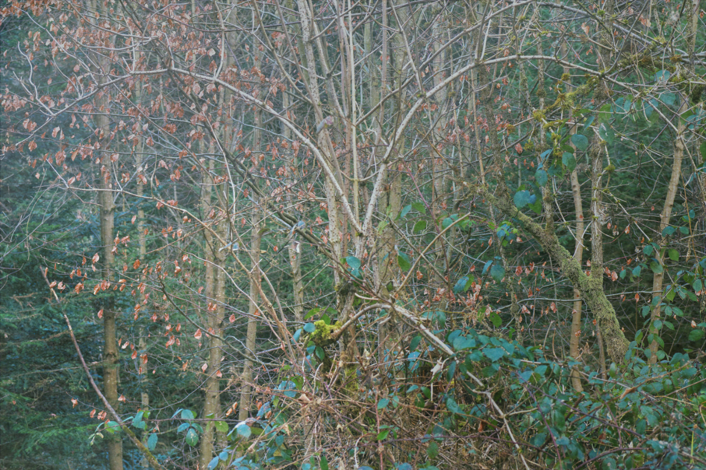 Bosco 1