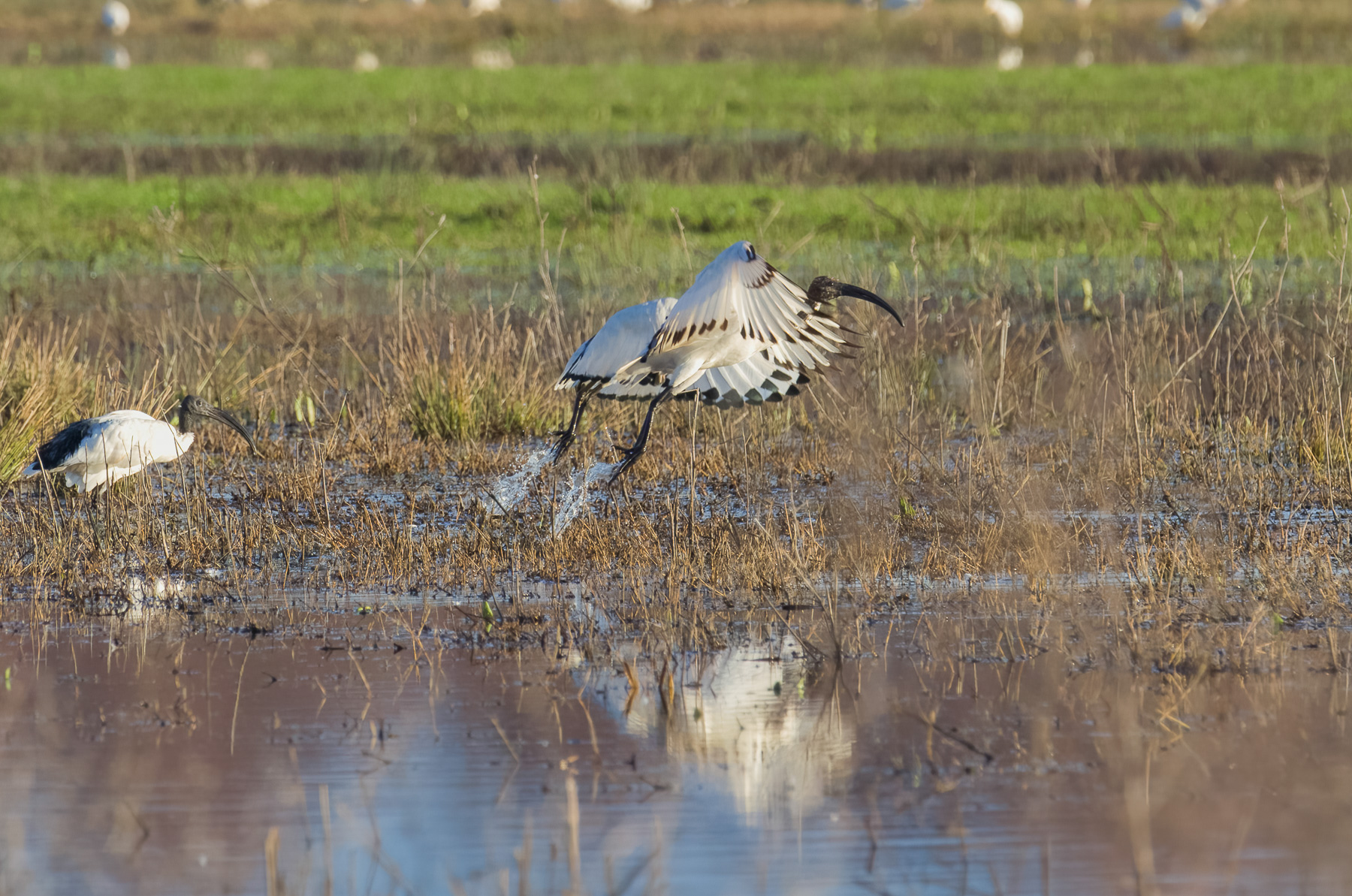 Ibis