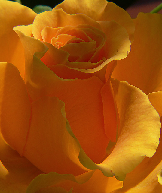 rosa arancione