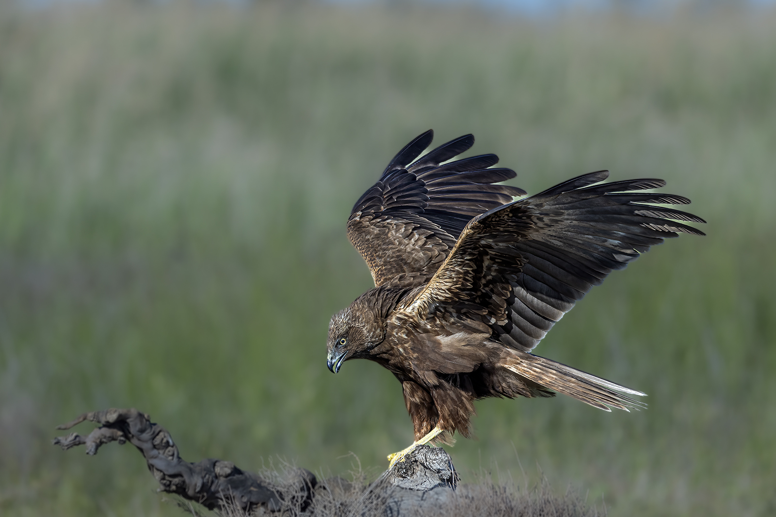 falco di palude
