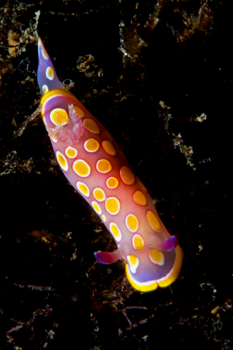 Felimida luteorosea