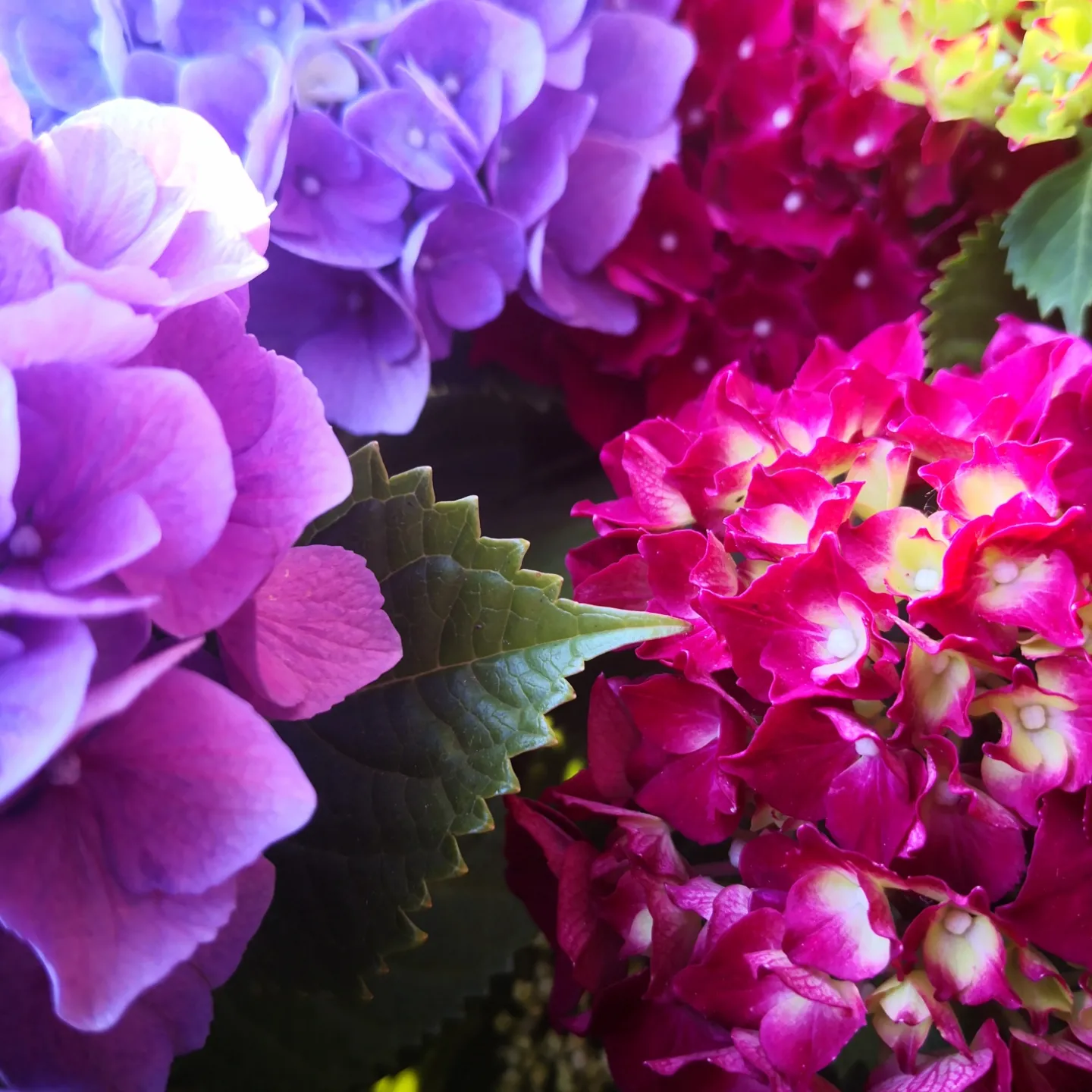 Ortensie