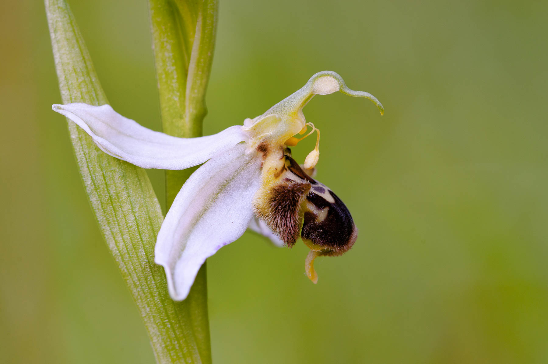 Oprhys apifera