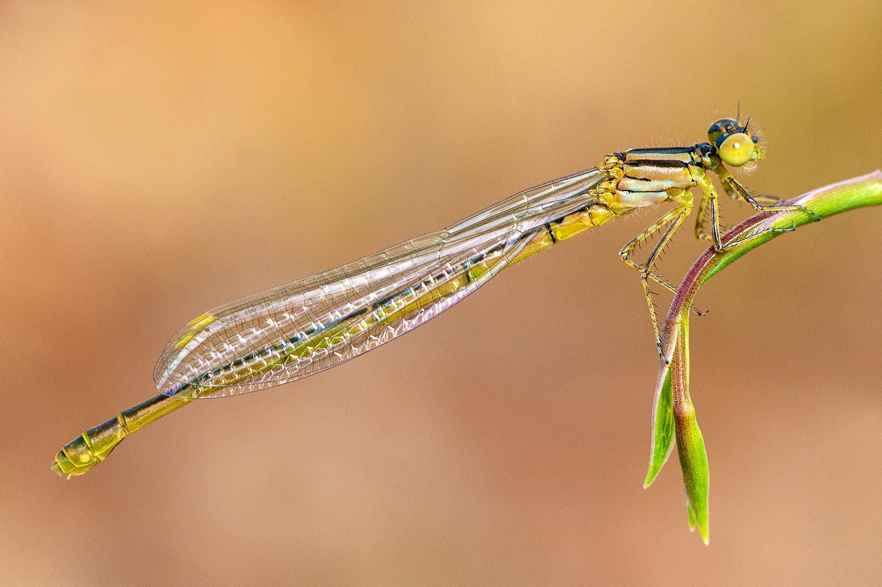 Ischnura graellsii