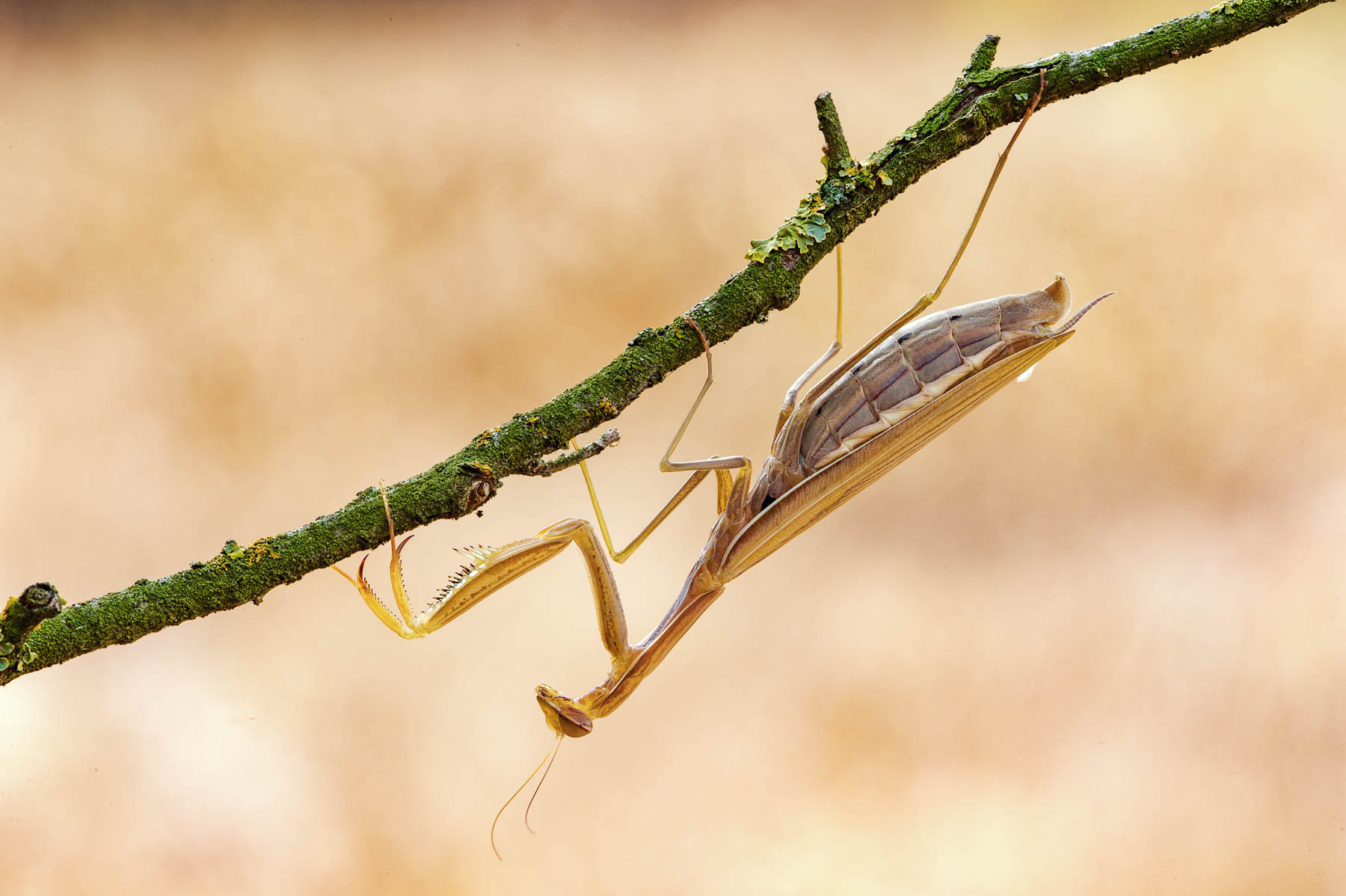 Mantis