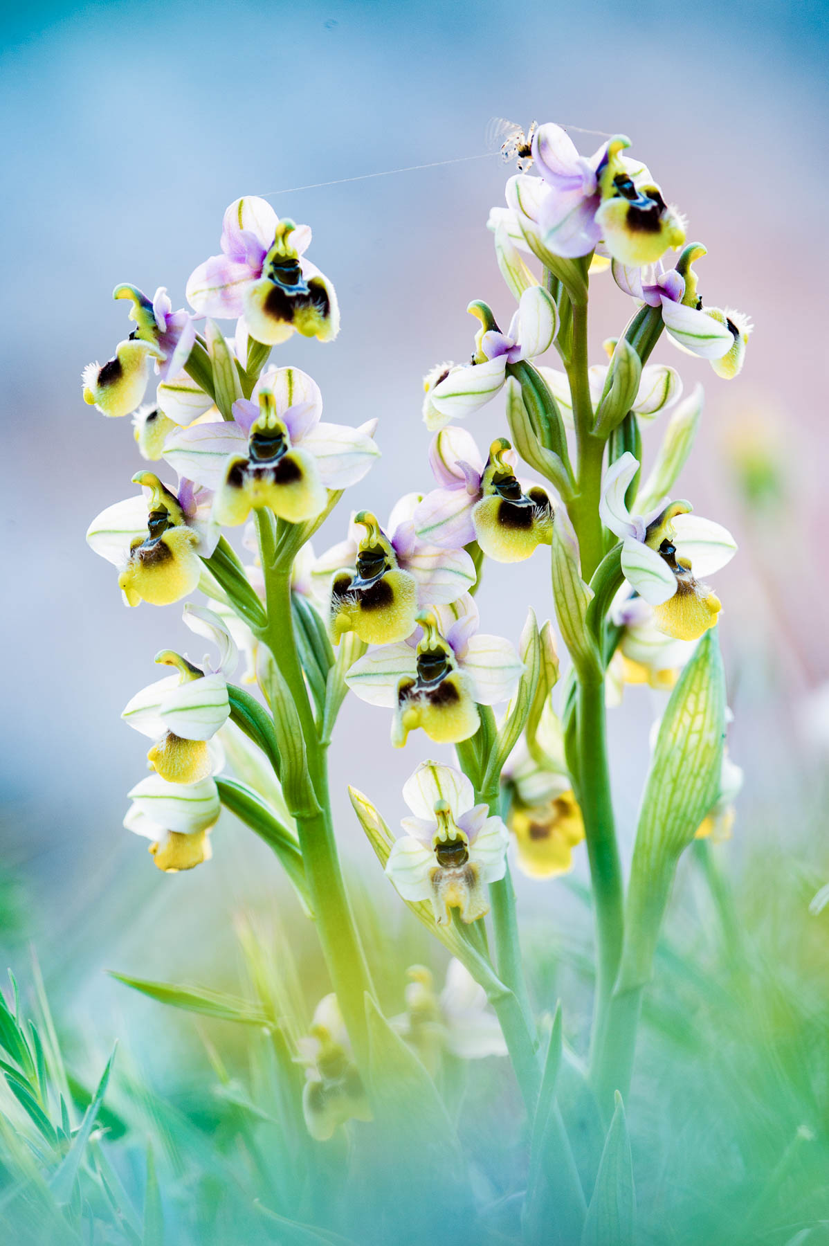 Ophrys tenthredinifera