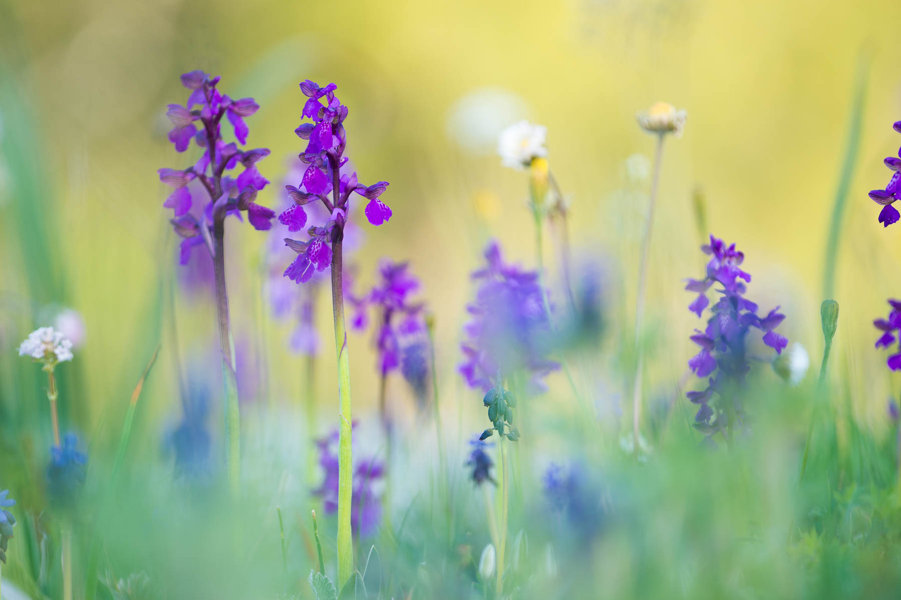 Orchis morio