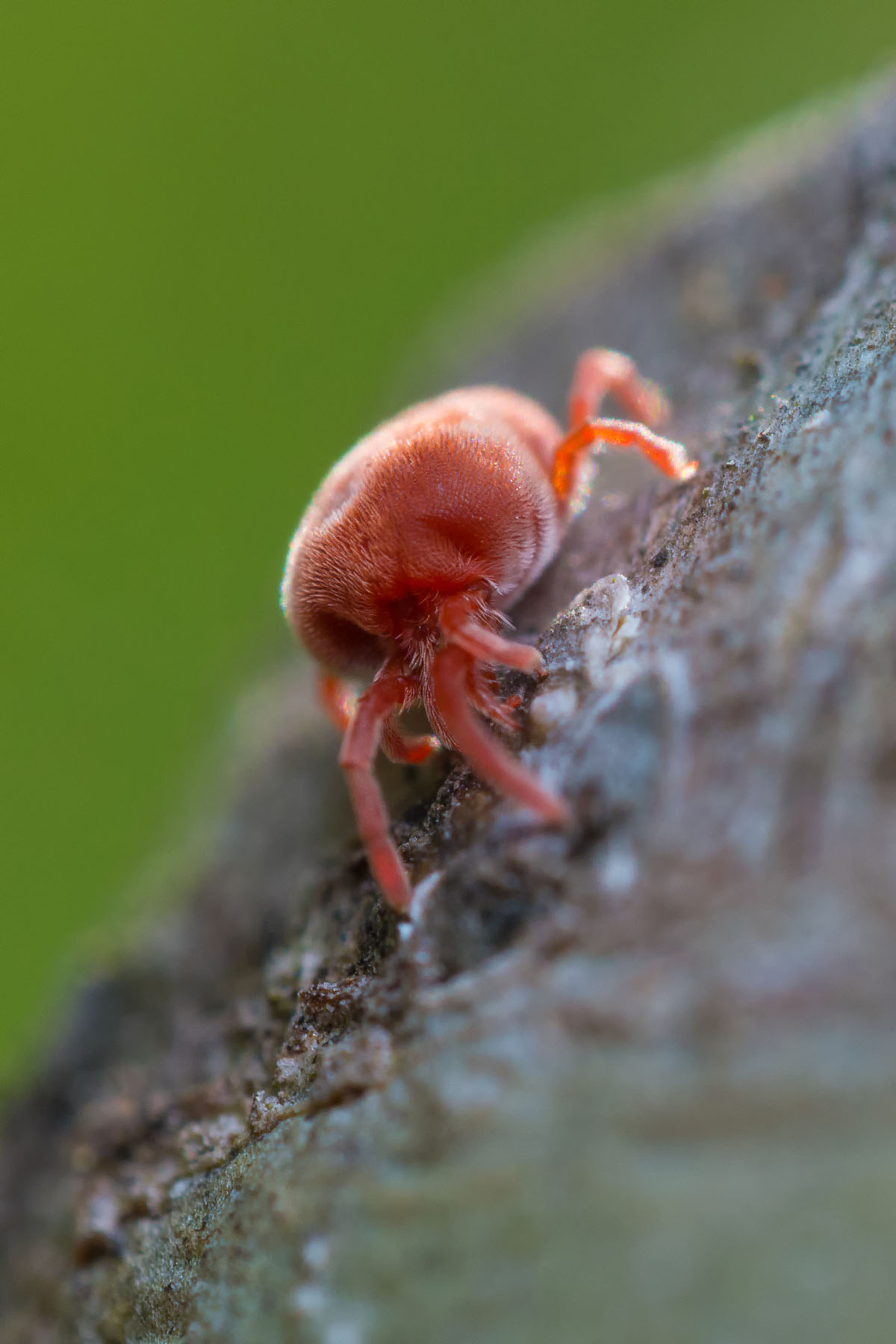 Trombidium holosericeum