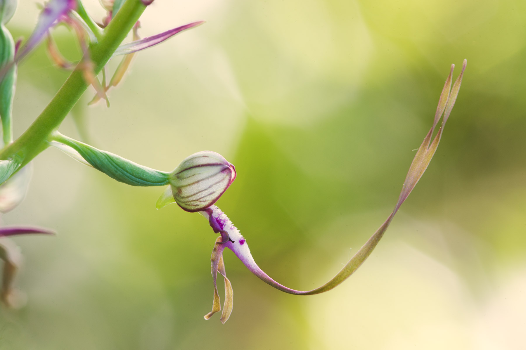 Himantoglossum adriaticum