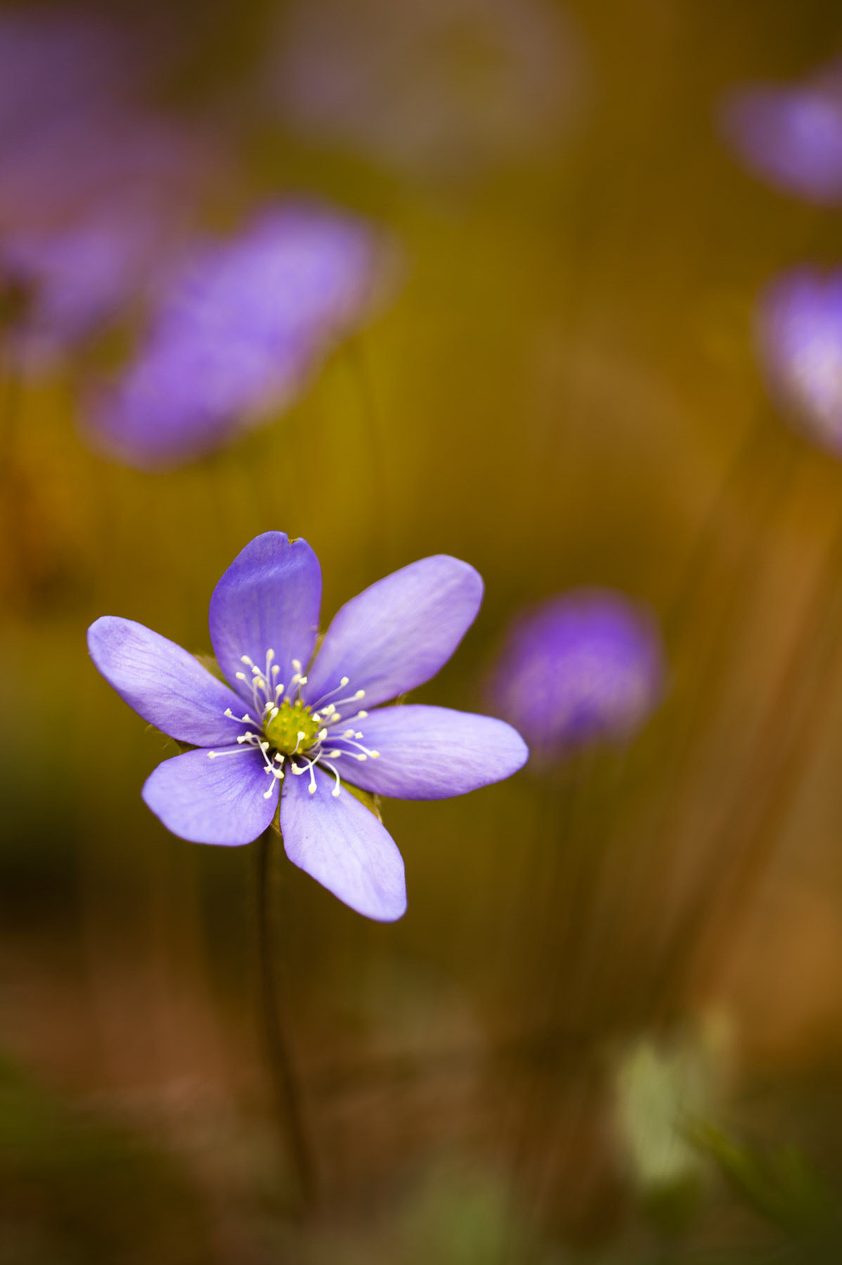 Hepatica nobilis