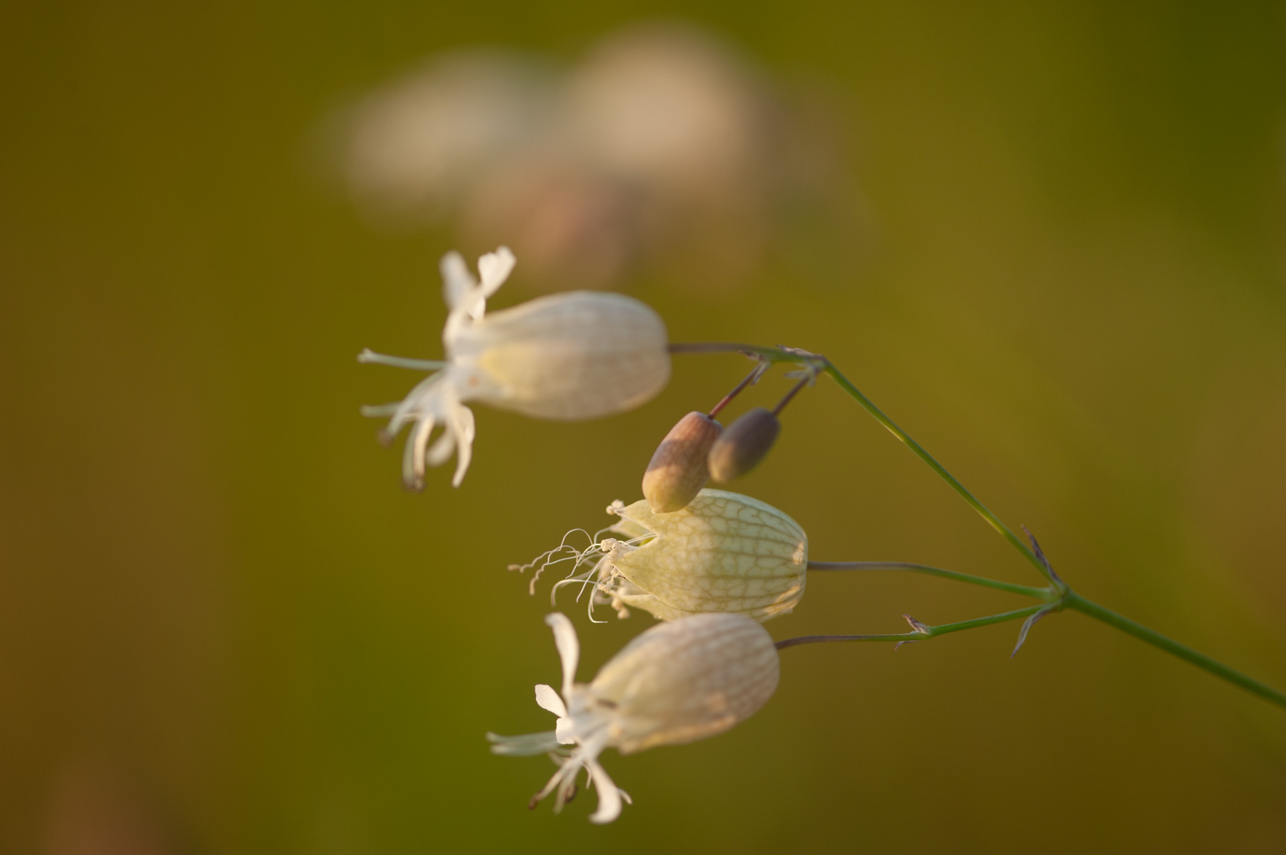 Silene