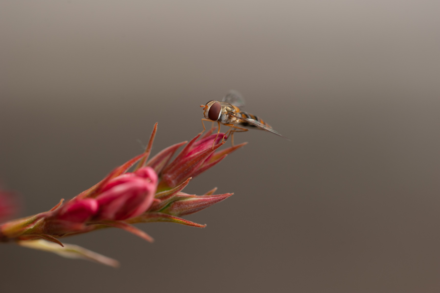 Episyrphus