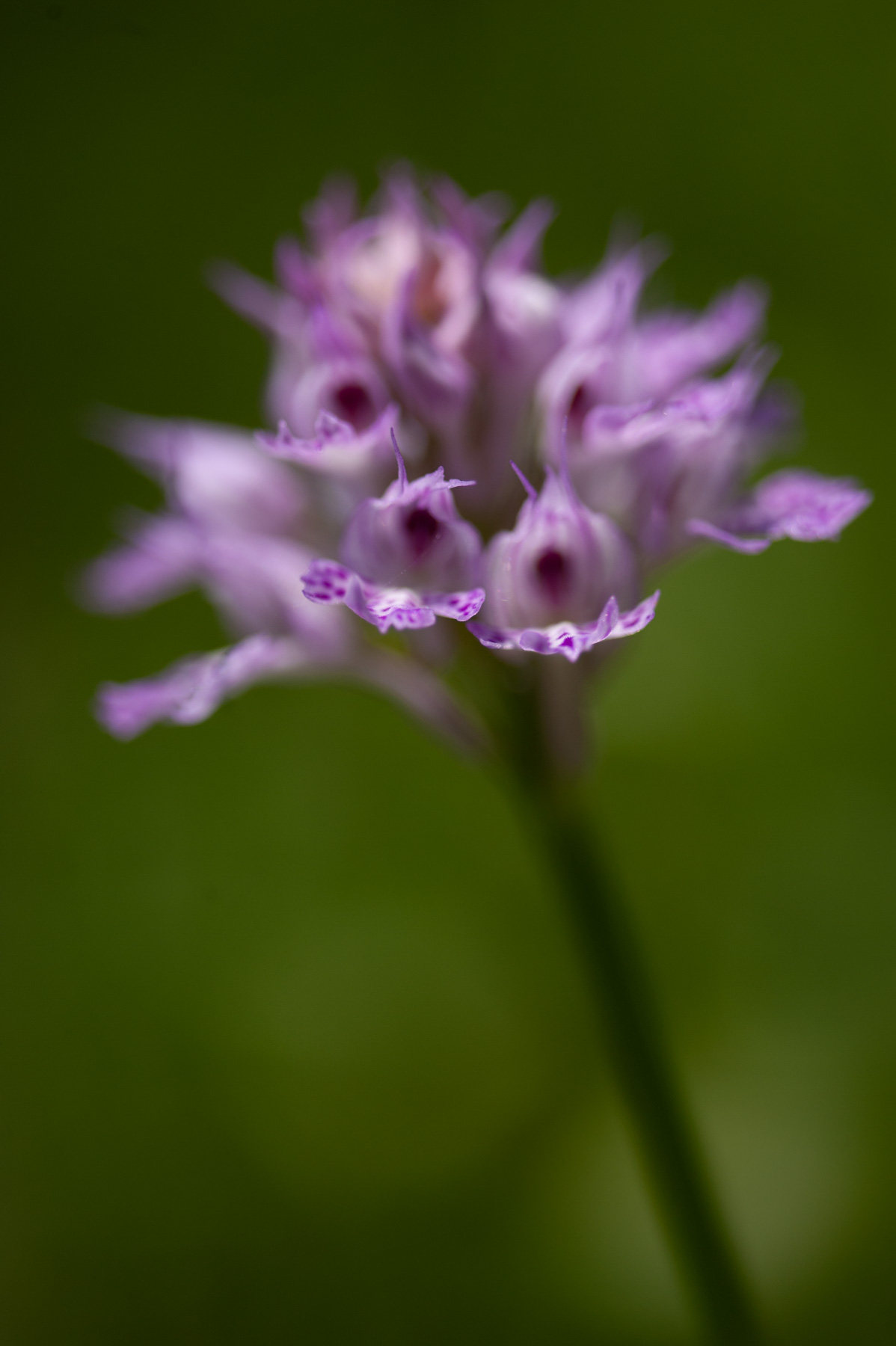 Neotinea tridentata