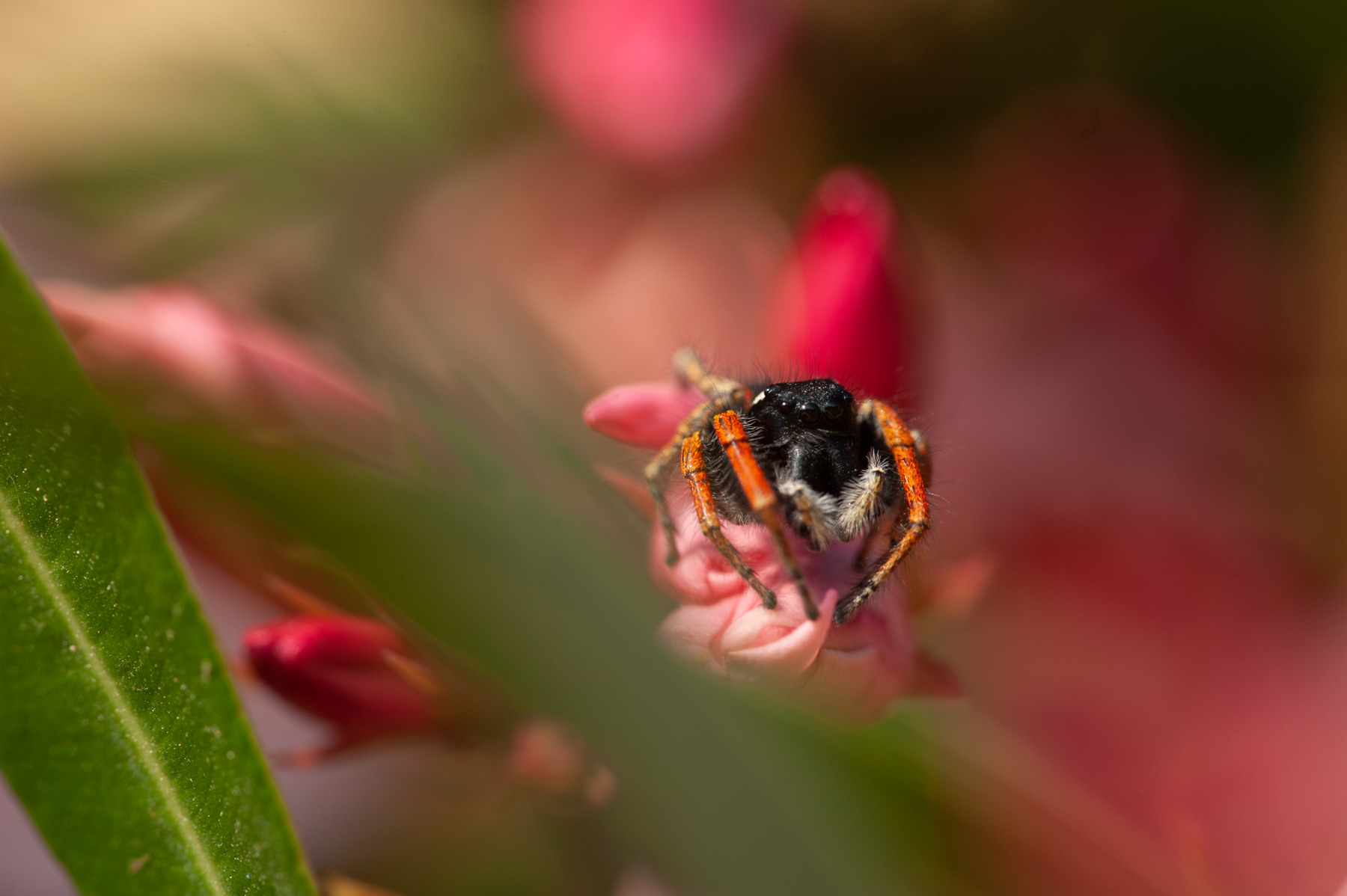 Philaeus chrysops
