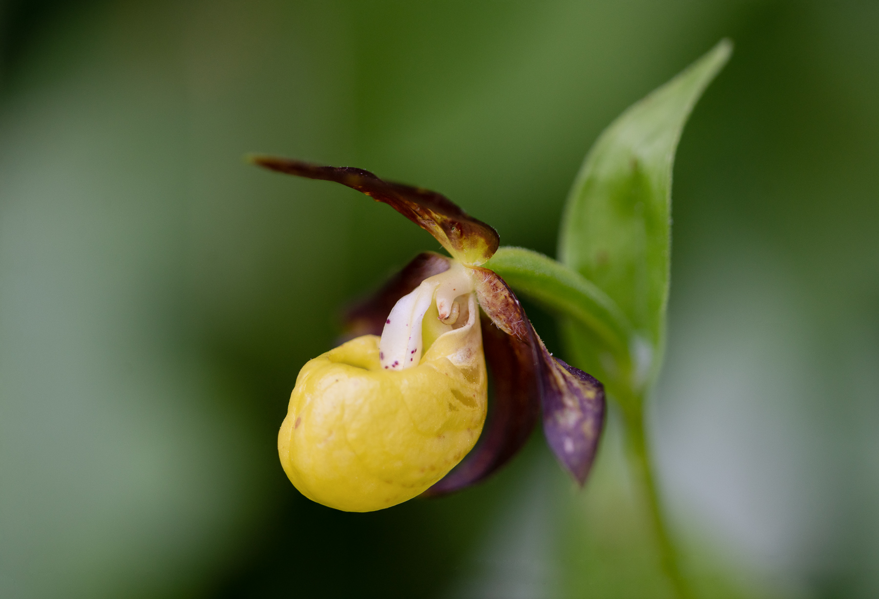 Cypripedium calceolus