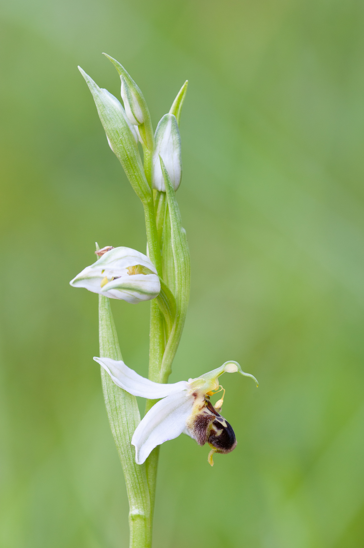 O.apifera