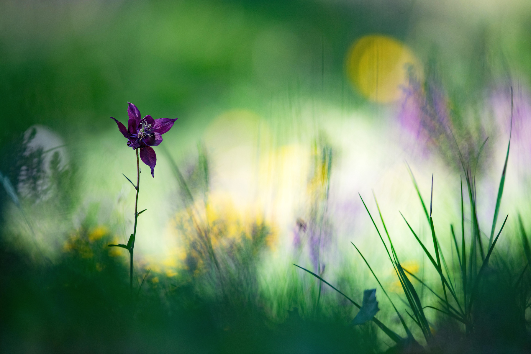 Aquilegia