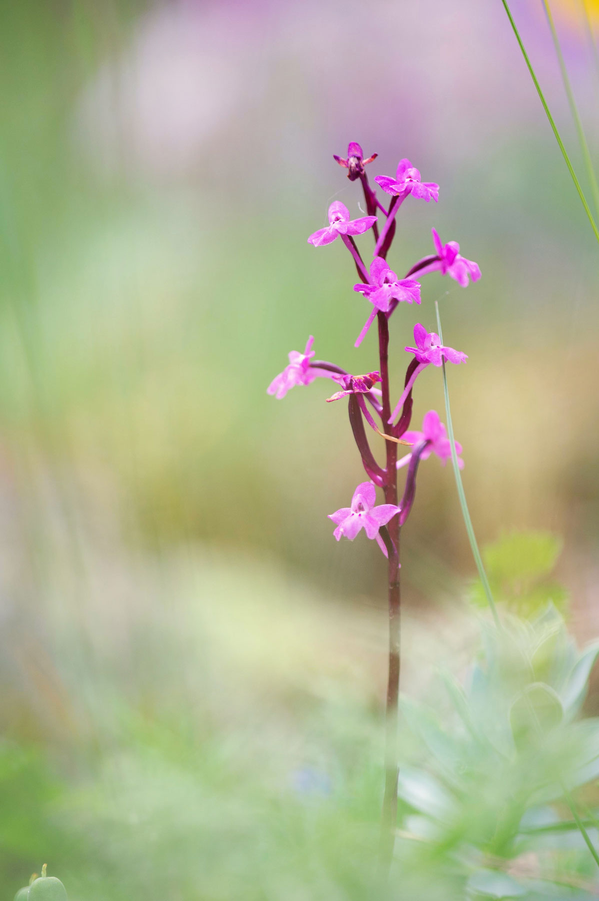 Orchis quadripunctata