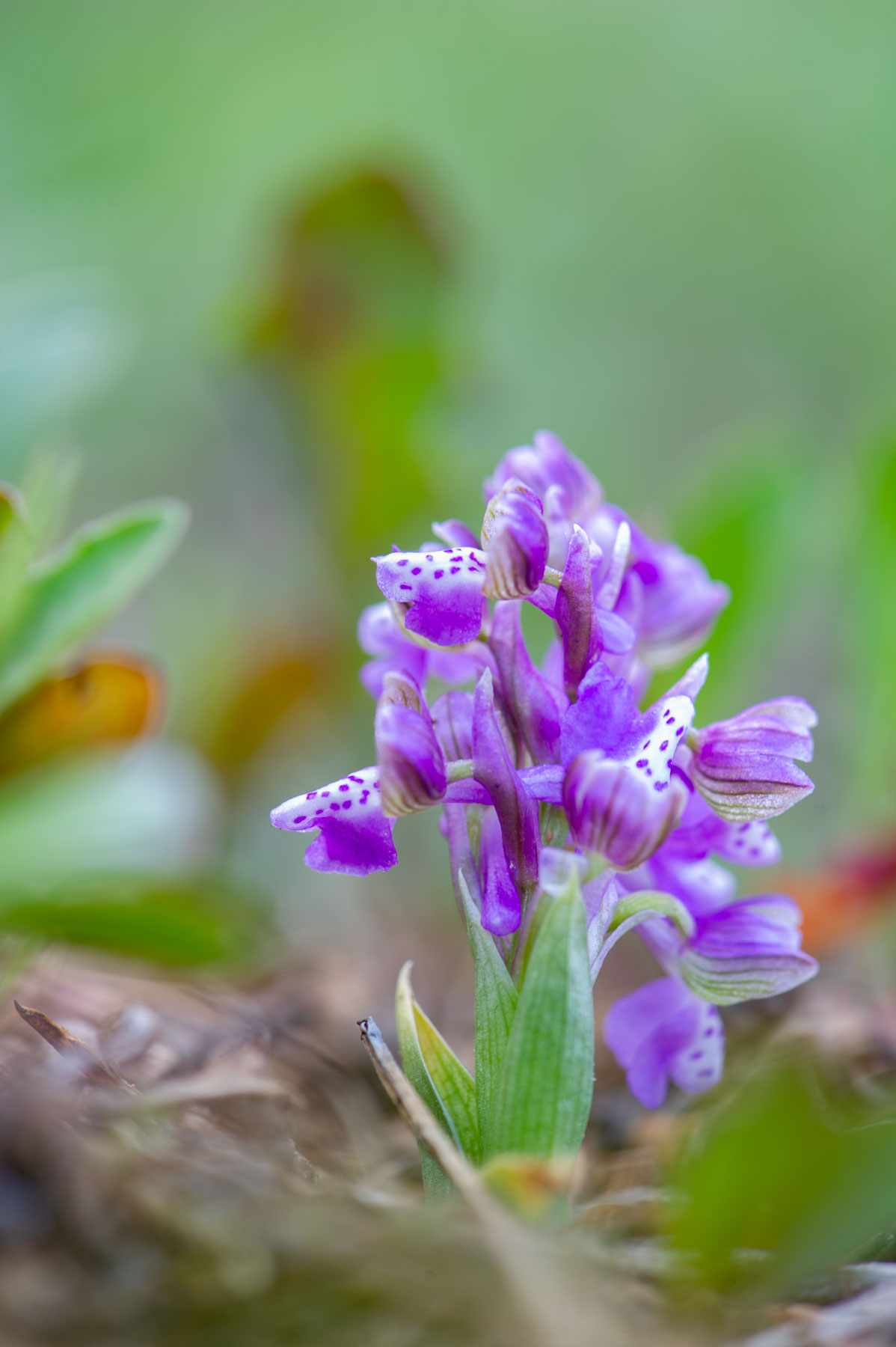 Anacamptis morio