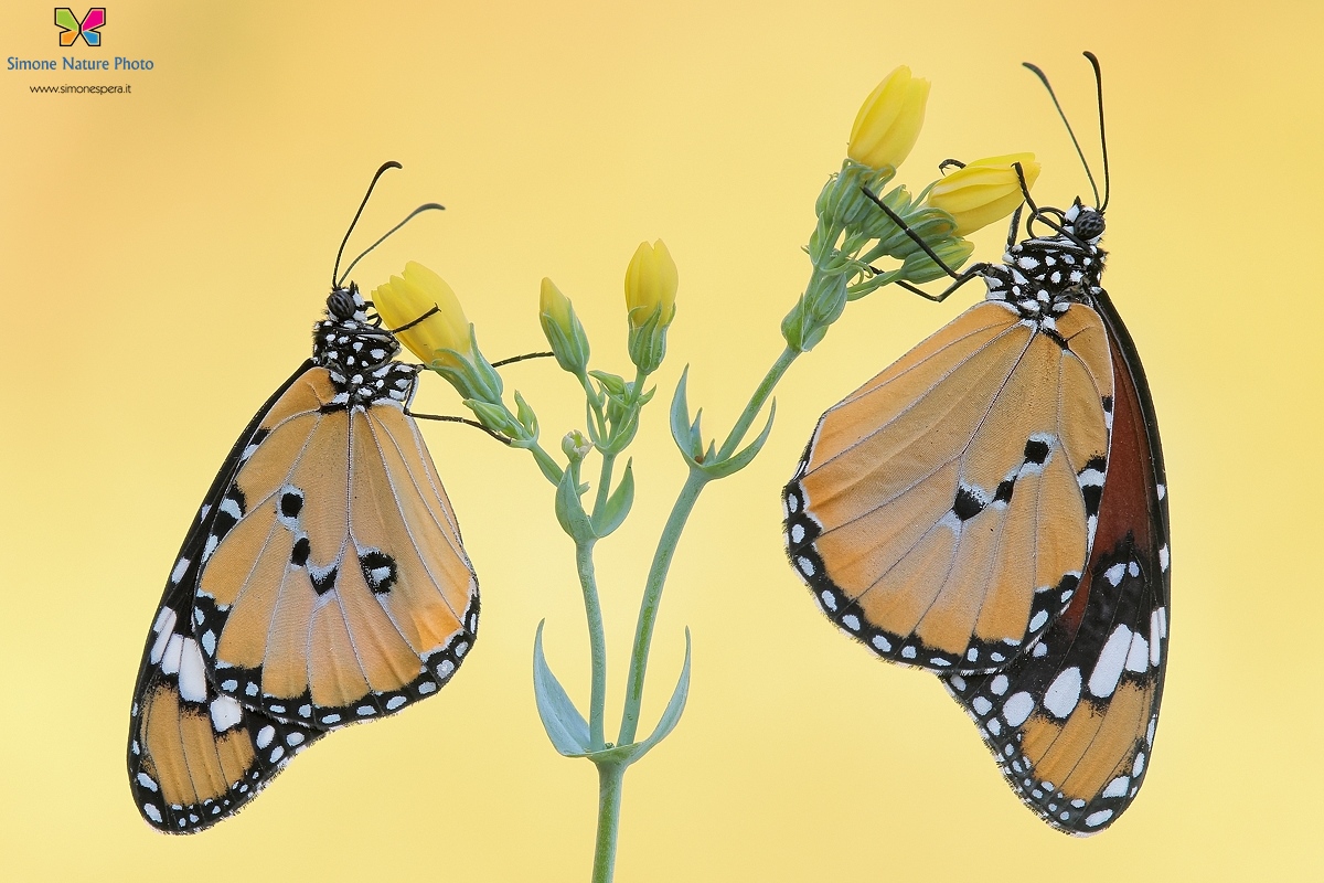 Danaus chrysippus  (di Simone.....)