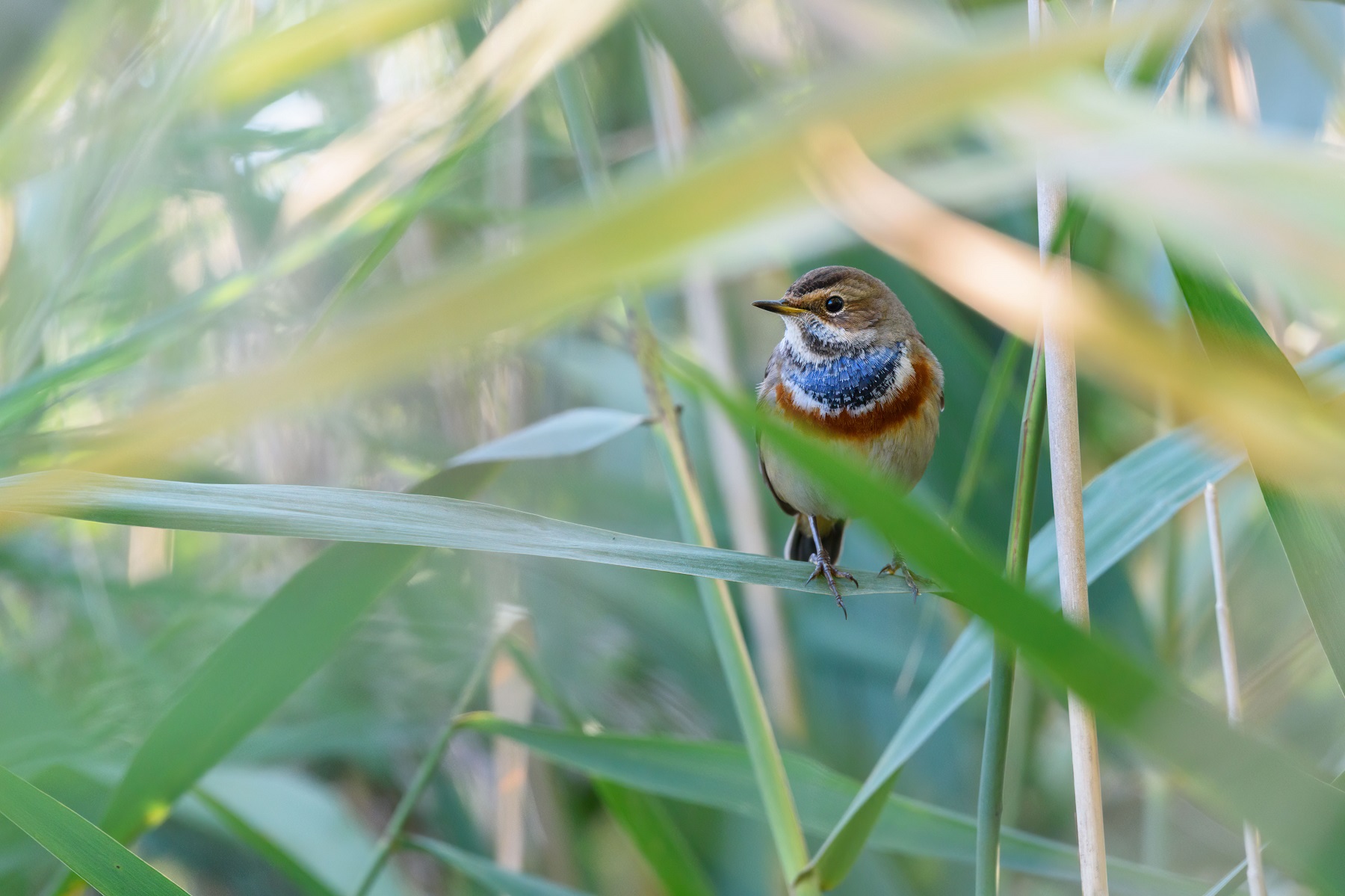 D'azzurro il Petto