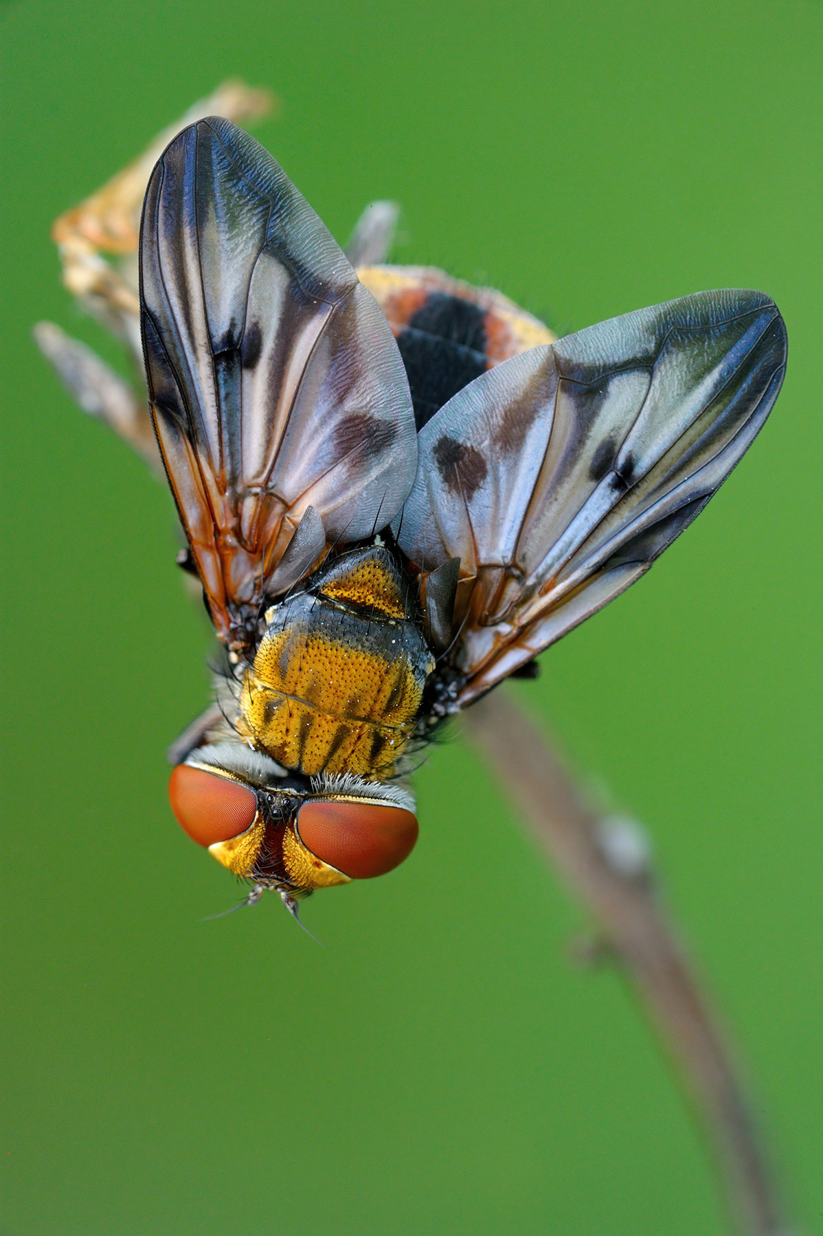 Ectophasia