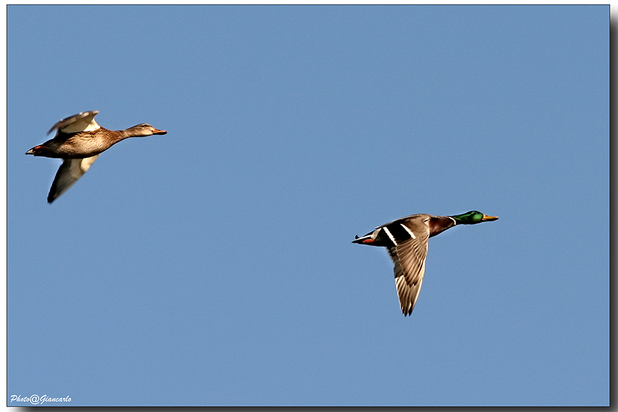 Germani in volo