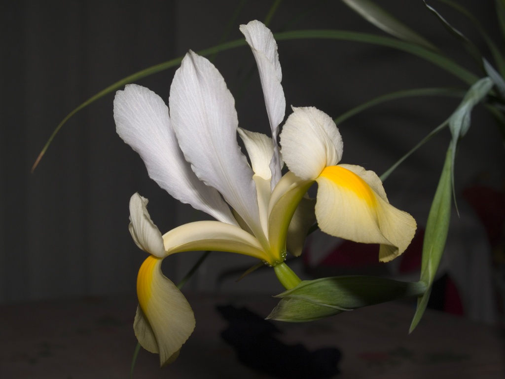Iris