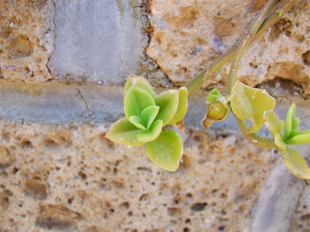 macro