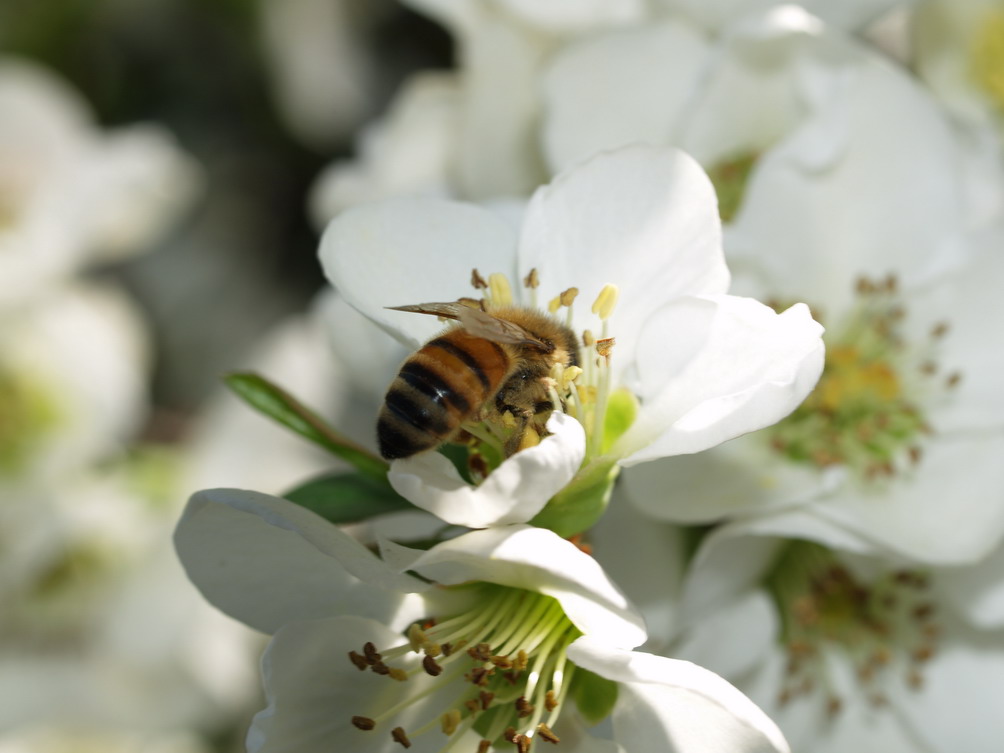 Macro 2