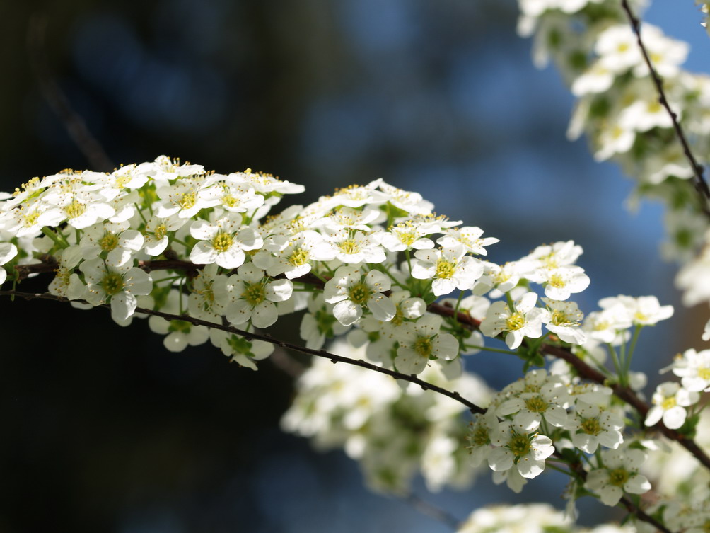 Macro 7