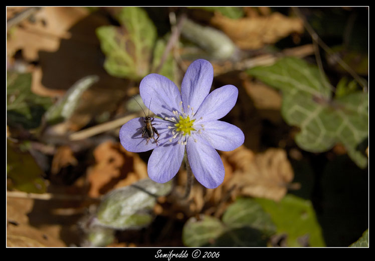 fiore_insetto