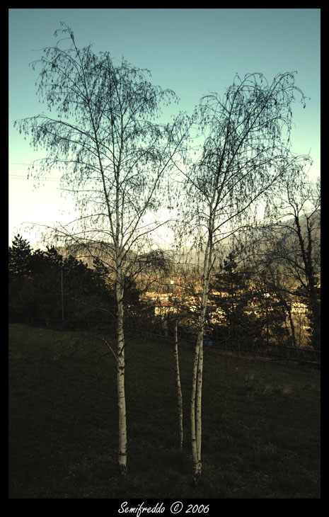 alberi
