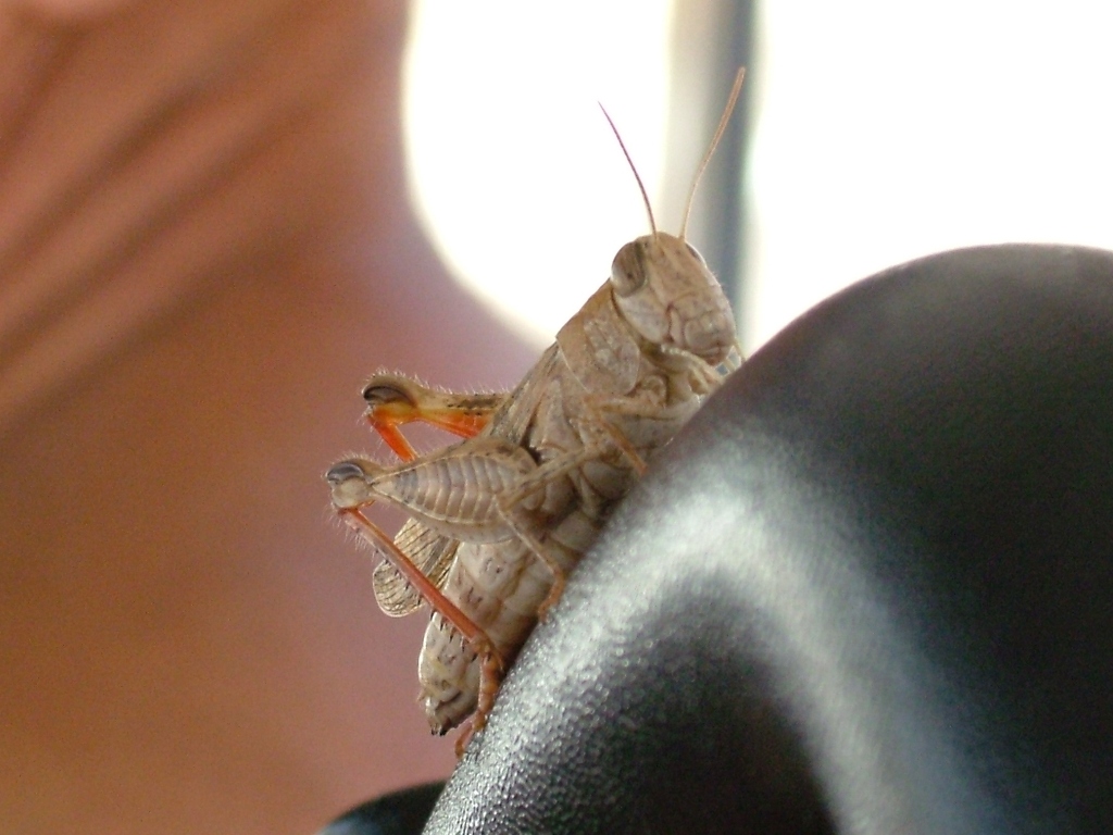 cavalletta