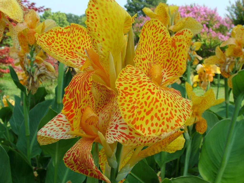 fiore